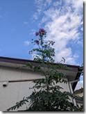 PXL_20211111_063453639