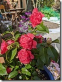 PXL_20220322_063538232