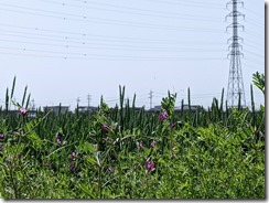PXL_20230413_045726353.MP