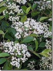 PXL_20230511_070607514