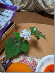 PXL_20230524_100933051