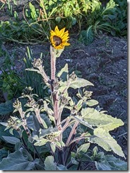 PXL_20231204_063509366