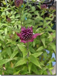 PXL_20240608_032110197