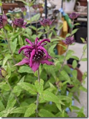 PXL_20240609_080822294