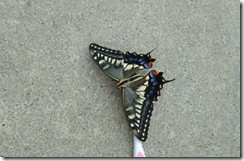 スクリーンショット 2024-07-15 070927 スクリーンショット 2024-07-15 070927