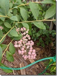 PXL_20240718_091718552