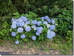 PXL_20250618_082644411