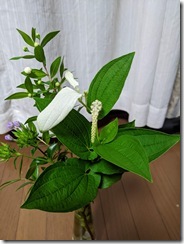 PXL_20250624_113452352