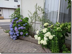 PXL_20230610_052034509