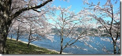 めぐみ週報写真2026-04-12