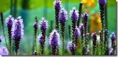 DSC_5268[1]